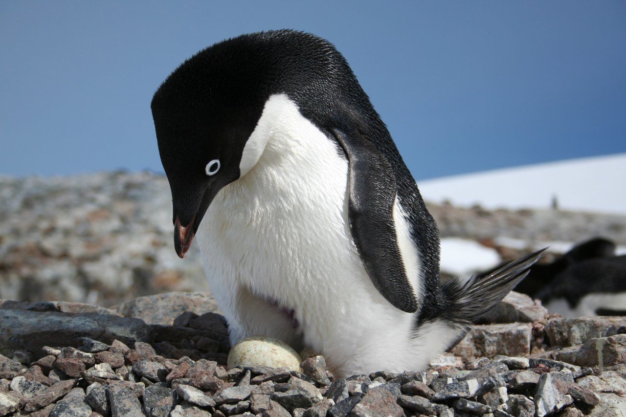 Adelie Penguin