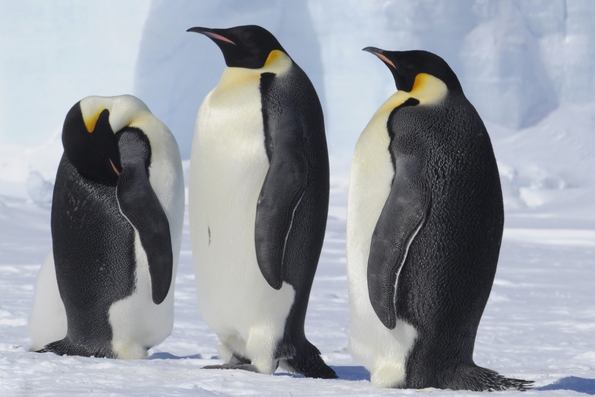 Emperor Penguin