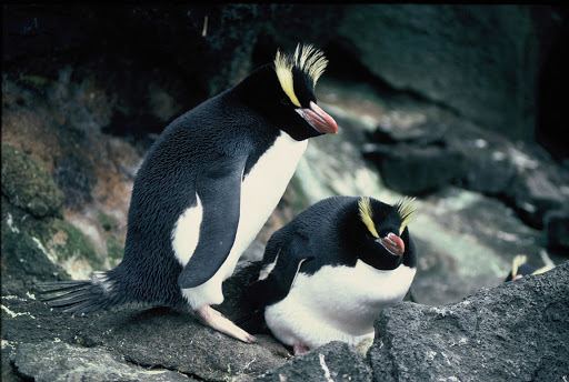 Erect-crested Penguin