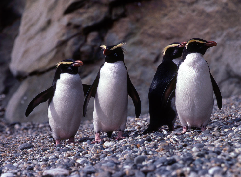 Fiordland Penguin