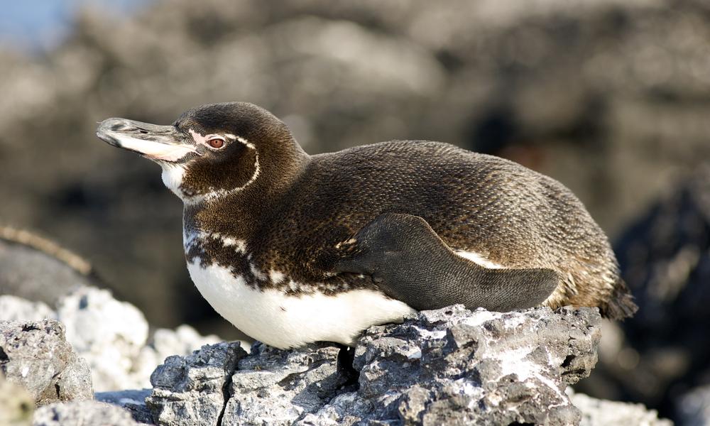 Galapagos Penguin