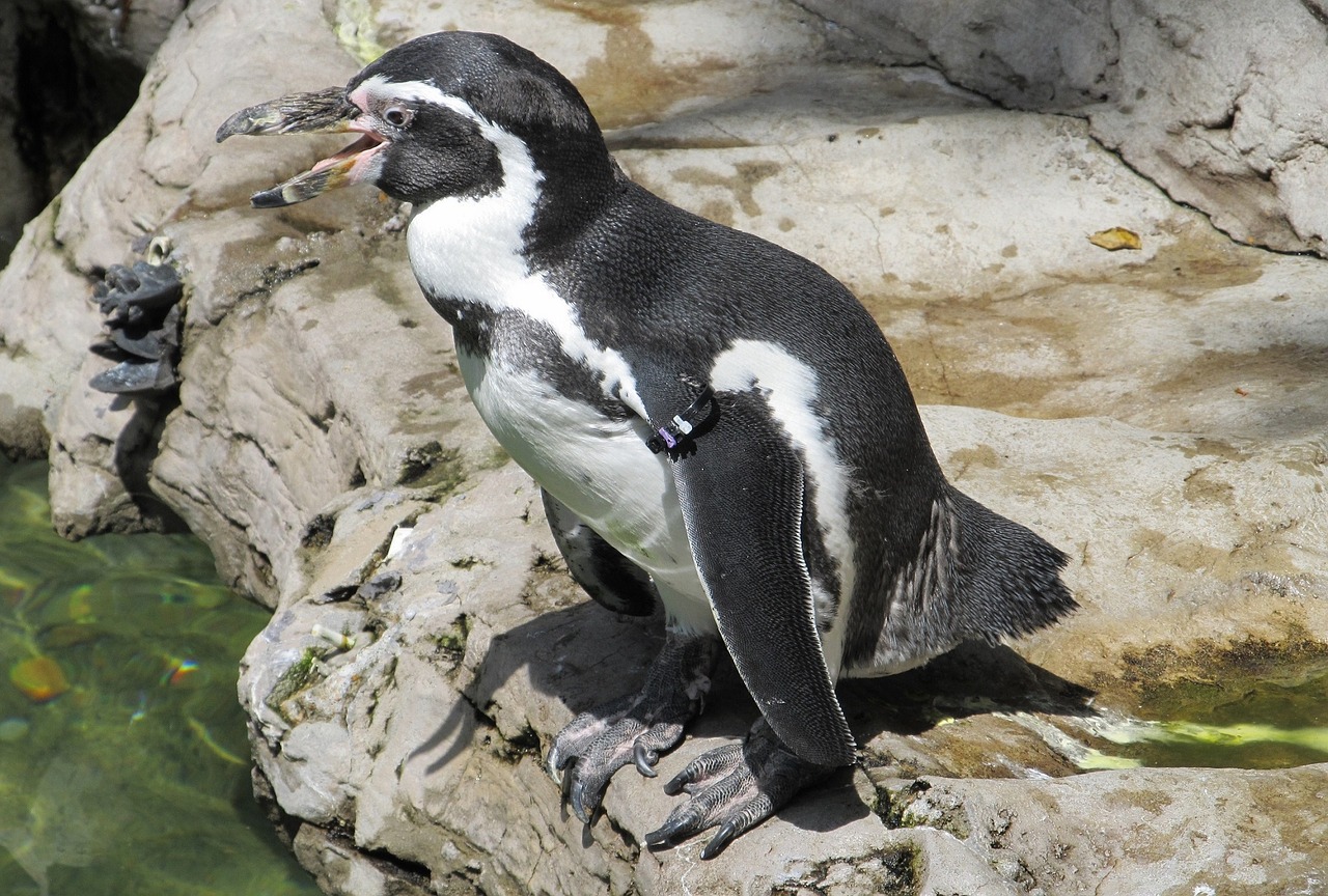 Humboldt Penguin