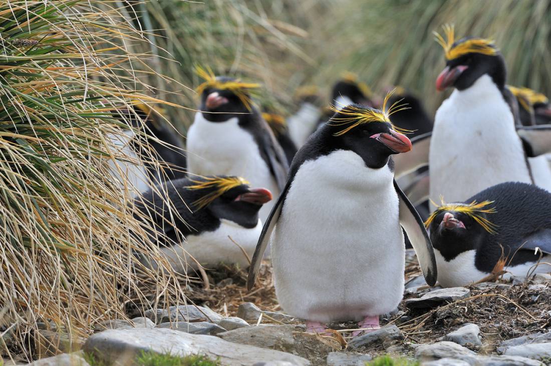 Macaroni Penguin