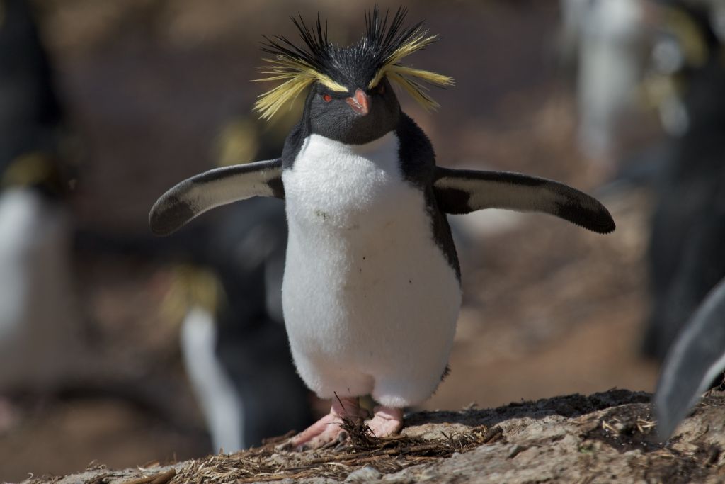 Rockhopper Penguin