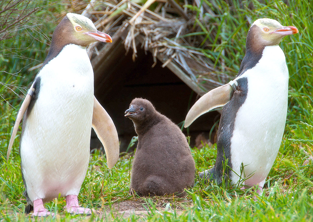 Yellow-eyed Penguin